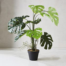 PLANTA BIG MONSTERA